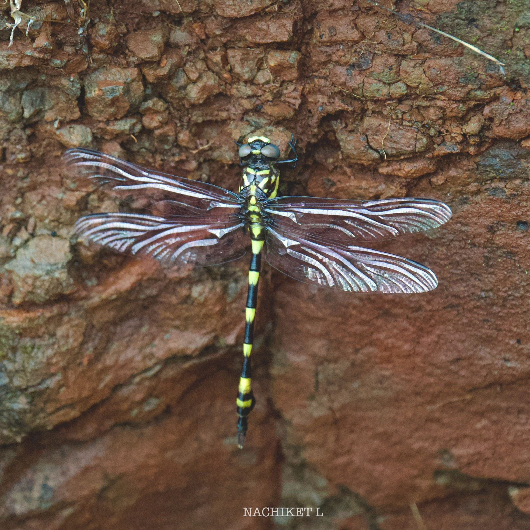 Indian Common Clubtail