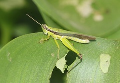 Gesonula punctifrons