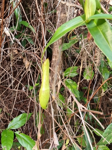 Nepenthes gracilis