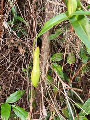 Nepenthes gracilis
