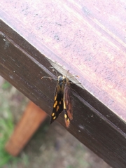 Metisella metis