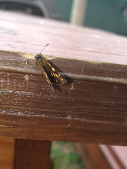 Metisella metis