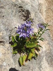 Campanula versicolor tenorei
