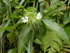 Commelina paludosa