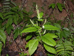 Achyranthes bidentata