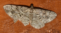 Peribatodes secundaria