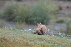 Marmota baibacina