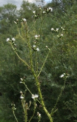 Cirsium creticum