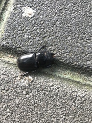 Serrognathus titanus platymelus