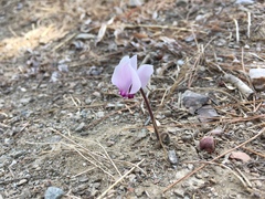 Cyclamen graecum