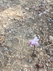 Cyclamen graecum