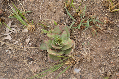 Crassula capitella nodulosa