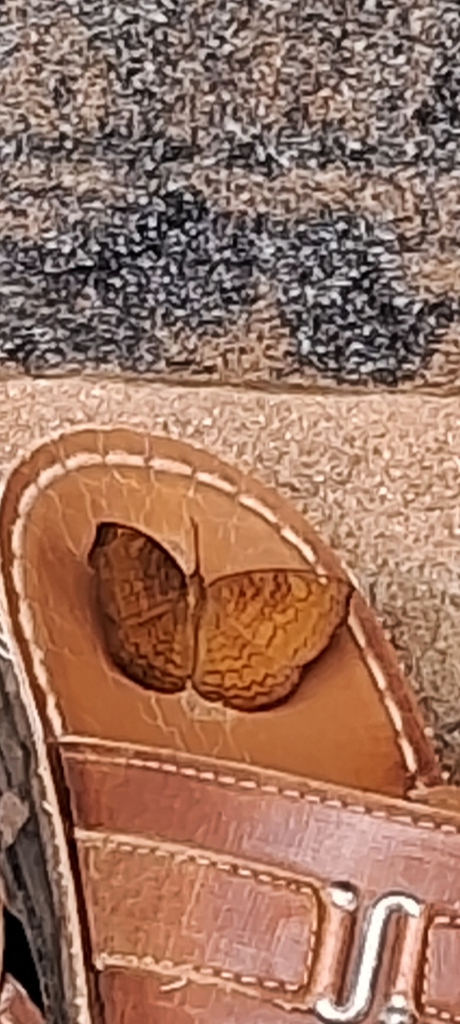 Common Castor