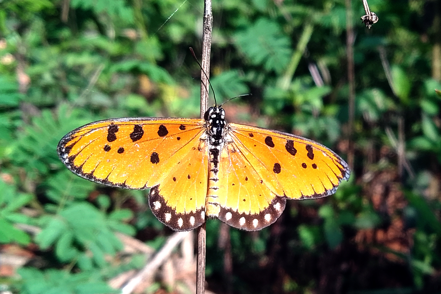 Tawny Coster