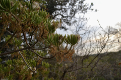 Senecio barbertonicus