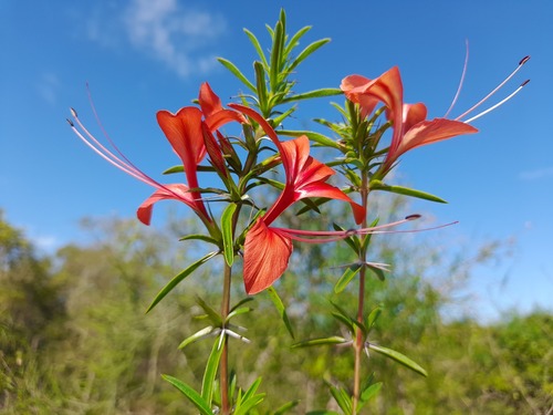 Barleria her