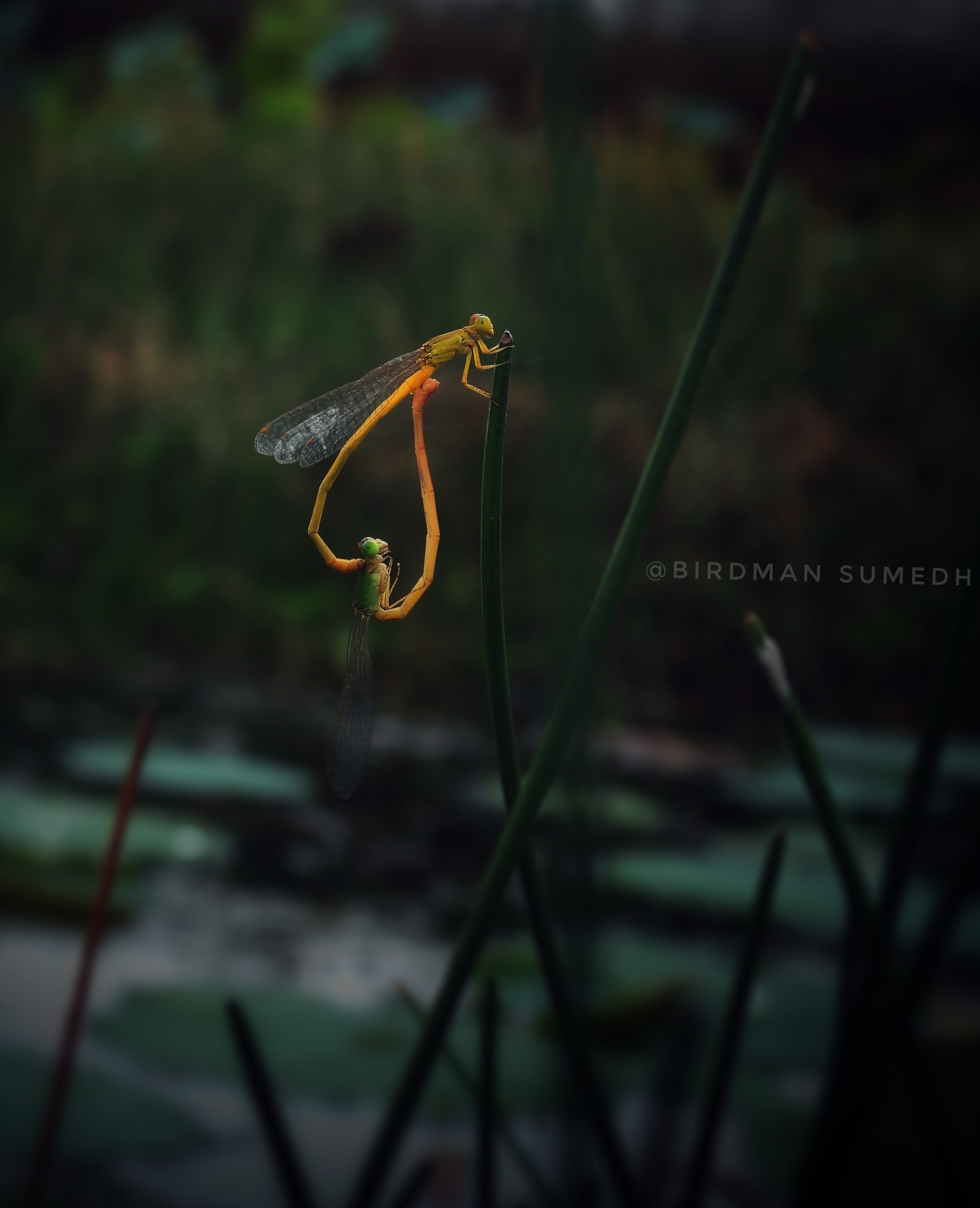 Coromandel Marsh Dart