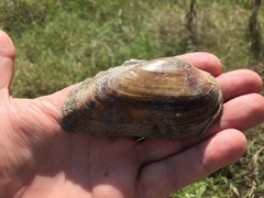 Unio elongatulus