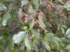 Euonymus laxiflorus