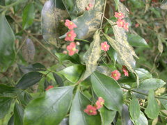 Euonymus laxiflorus