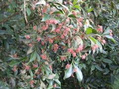 Euonymus laxiflorus