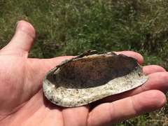 Unio elongatulus