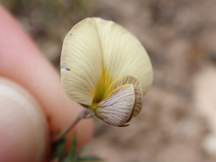 Lotononis acuminata