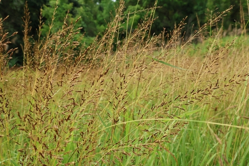 Sorghum nitidum iNat (2)