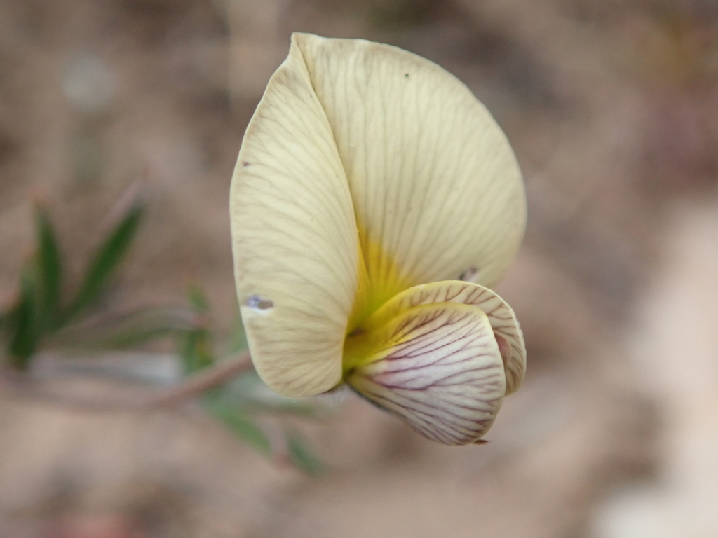 Lotononis acuminata