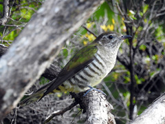 Chrysococcyx lucidus lucidus