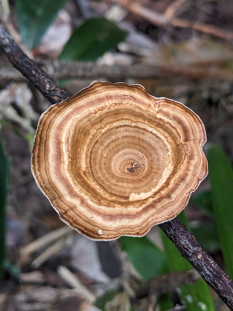Microporus xanthopus · May 2025 · photo: © holocene_matt (iNaturalist, cc-by)