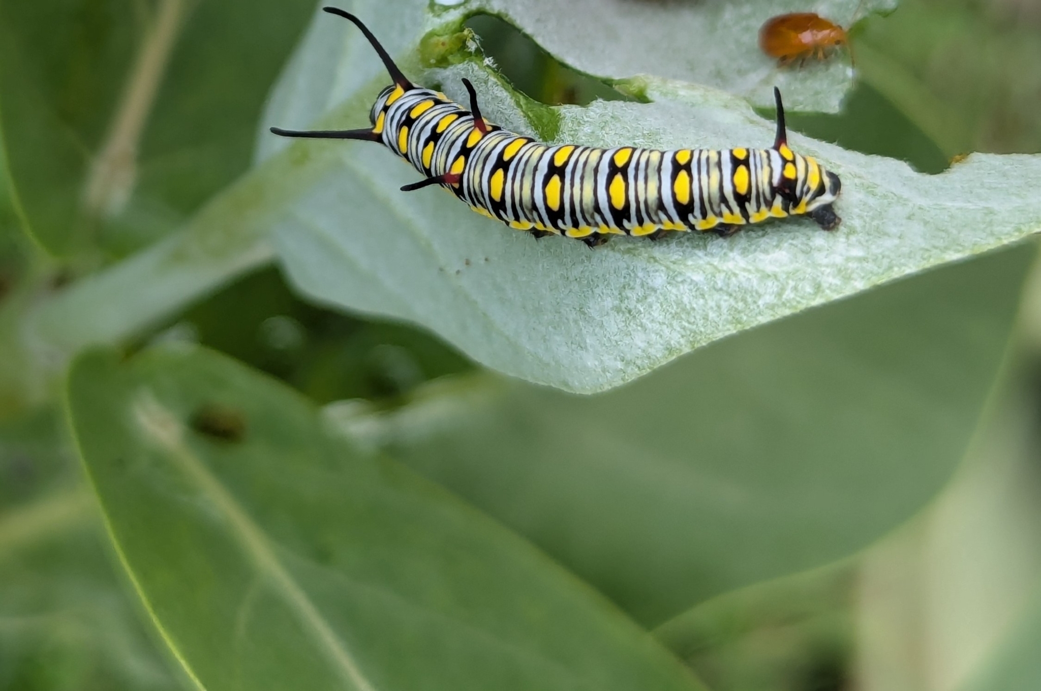 Plain Tiger