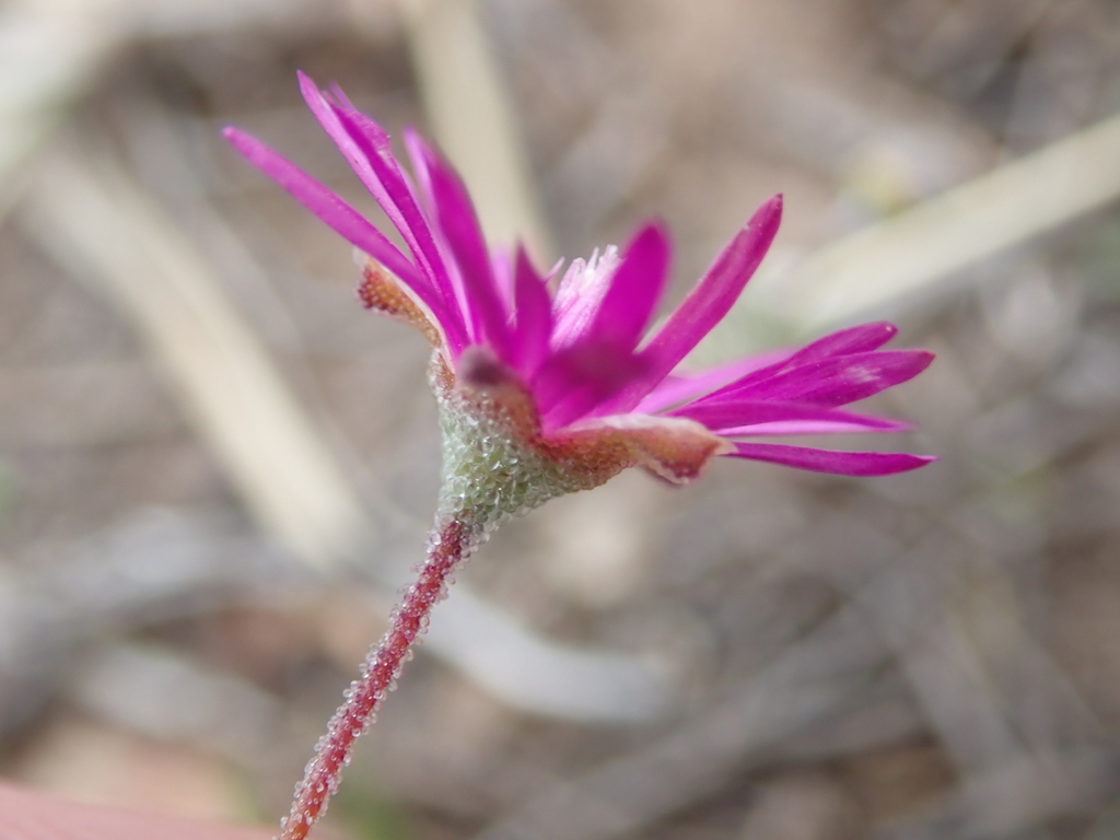 Drosanthemum gracillimum from Papiesfontein, between Kabeljous and ...