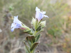 Lobostemon trigonus