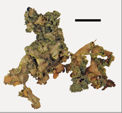 Podostictina nermula