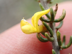 Aspalathus subtingens