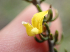 Aspalathus subtingens