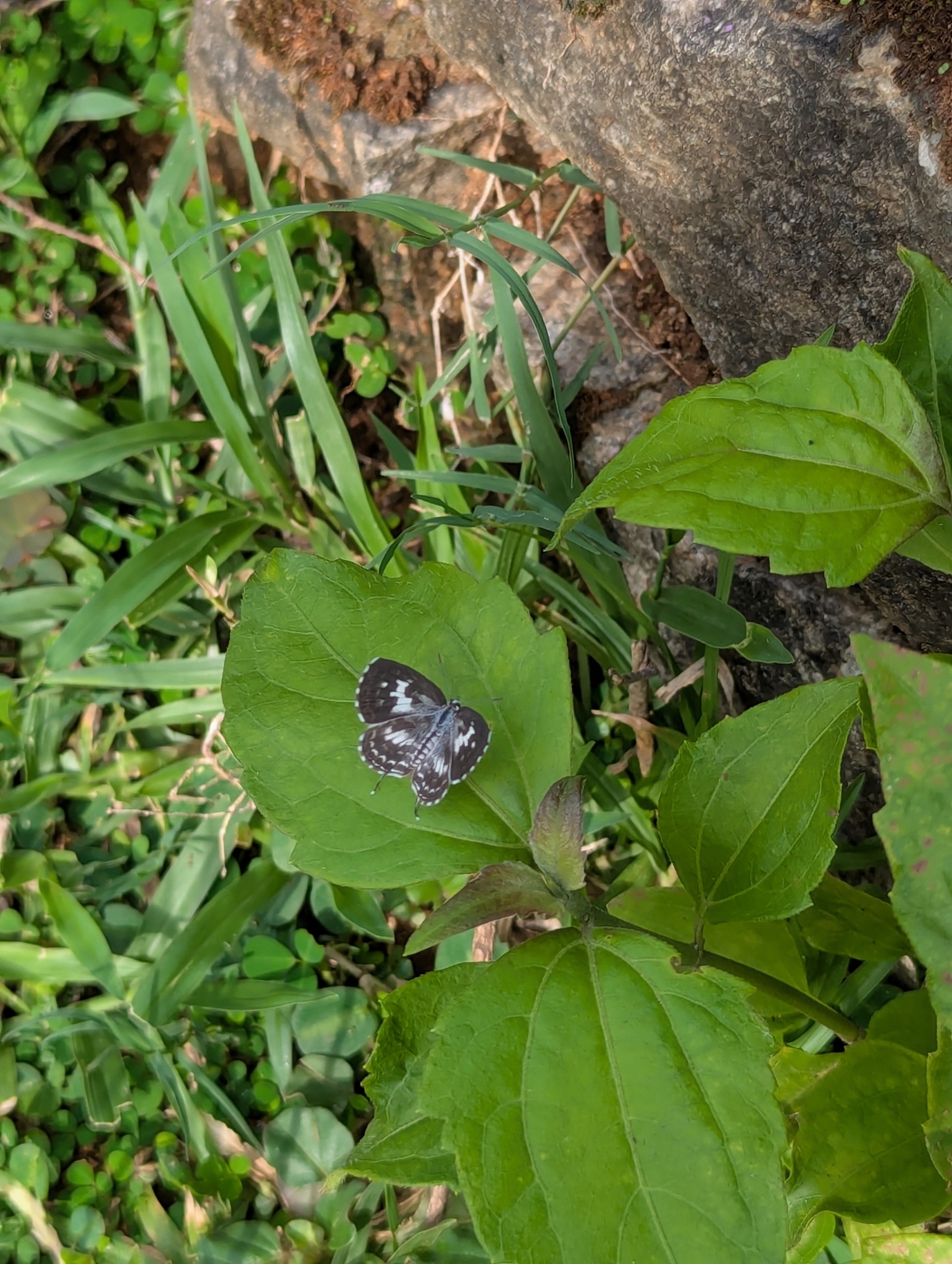 Common Pierrot