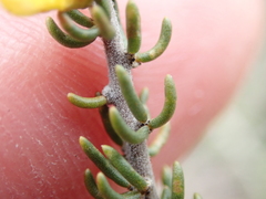 Aspalathus subtingens