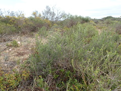 Aspalathus subtingens