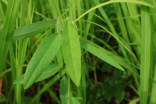 Codariocalyx motorius observed 2025-05-23