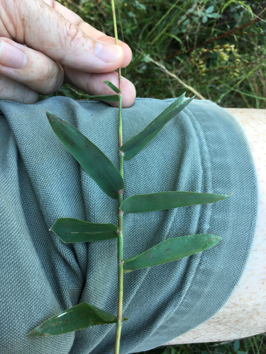 Gymnopogon brevifolius Trin.