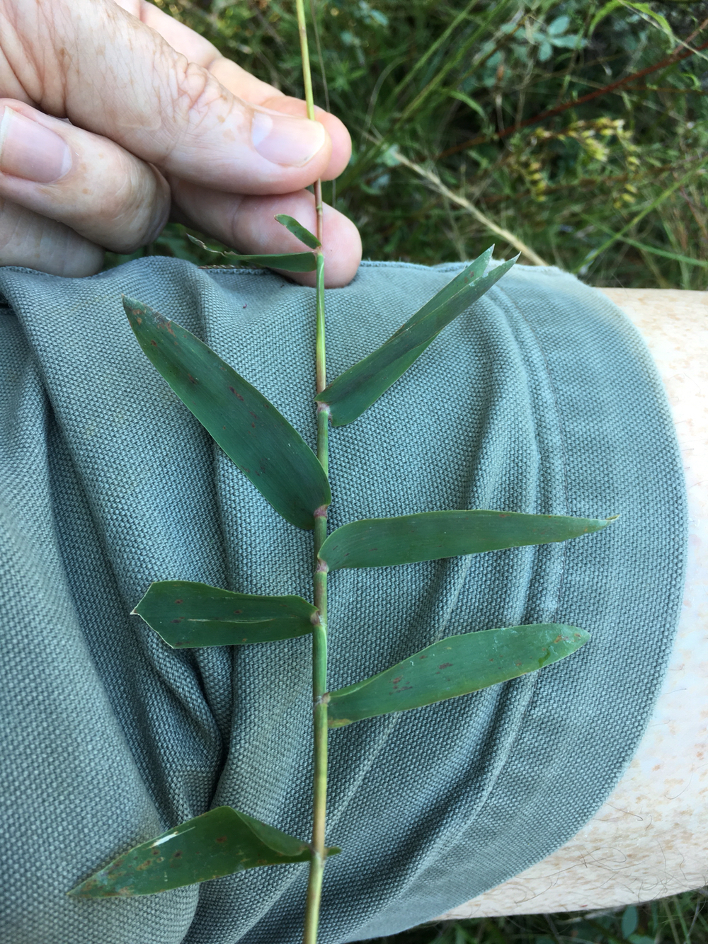 Gymnopogon brevifolius