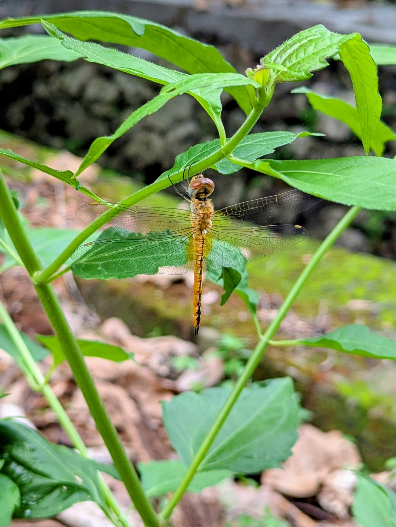 Globe Skimmer