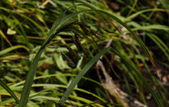 Carex tuminensis