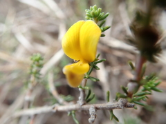 Aspalathus chortophila