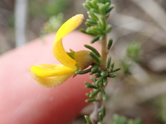 Aspalathus chortophila