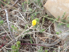 Aspalathus chortophila