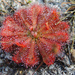 Rosy Sundew - Photo (c) landy46, some rights reserved (CC BY-NC), uploaded by landy46