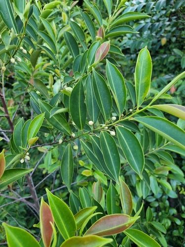 Tiup-tiup (Adinandra dumosa)